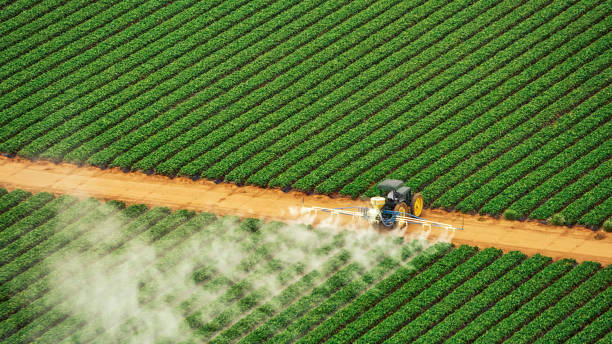 Best Insect Control  in Markham, IL