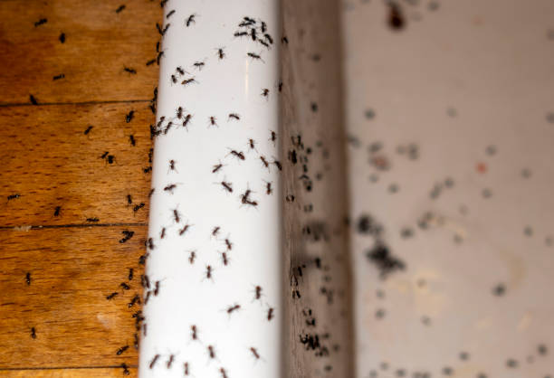 Best Residential Pest Control  in Markham, IL