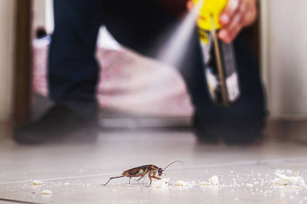 Best Mosquito Control Services  in Markham, IL